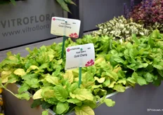 Virtoflora also won a price with one of their varieties, namely Ajuga reptens Gold Chang. 